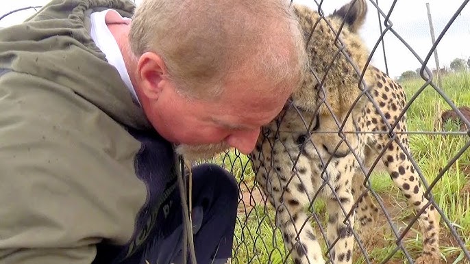 Cheetah Rather Encounter Friend Than Play With Cat Toys & A Box