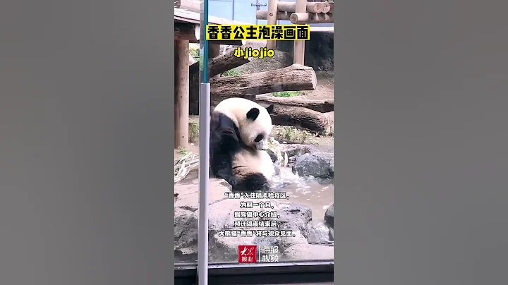 香香入住熊貓中心雅安基地隔離檢疫區，一個月後和大家見面#香香 #中國 #日本 - 天天要聞