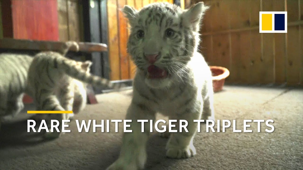 Three-month-old white tiger triplets debut at Chinese zoo | South China  Morning Post, image size:1280x720