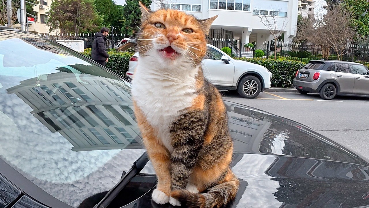 Когда машина говорит «МЯУ» вместо «ВРУМ»