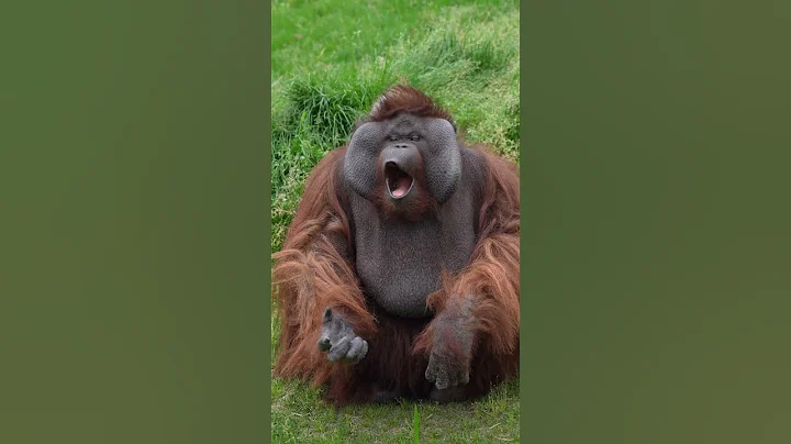 Cute Orangutan Blows Kisses!