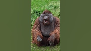 Thumbnail of Cute Orangutan Blows Kisses!