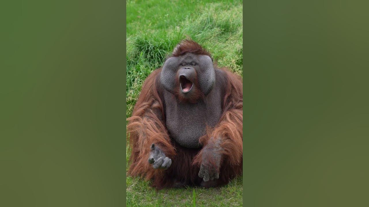 Cute Orangutan Blows Kisses!
