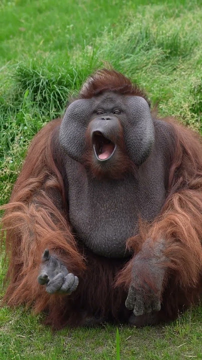 Cute Orangutan Blows Kisses!
