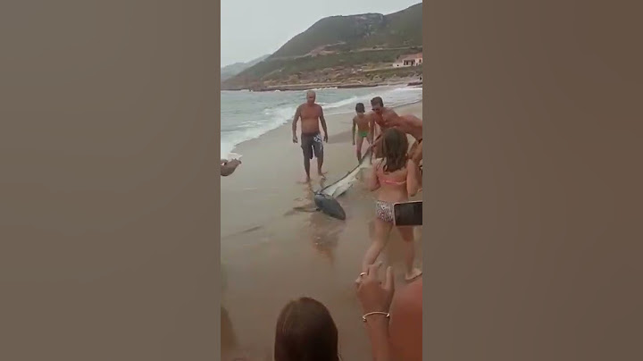 Cagliari, squalo tirato fuori dal mare per i selfie
