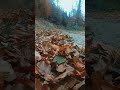 Карпати2021🇺🇦Осінь🍁🍂🍁