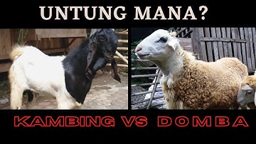 Thumbnail of Untung Mana, Kambing atau Domba? #kambingetawa #domba #jawarandu #kireinabonsai