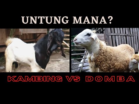 Untung Mana, Kambing atau Domba? #kambingetawa #domba #jawarandu #kireinabonsai