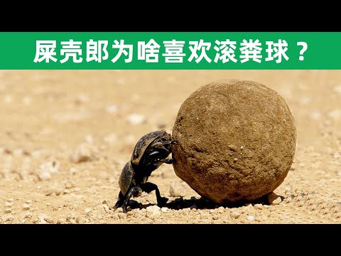 蜣螂为什么喜欢滚粪球？