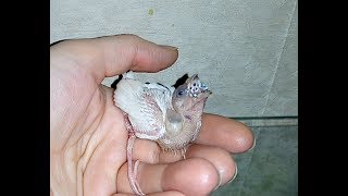 Брошенный птенец амадины гульда - ручное выкармливание. Часть 2. Gouldian amadina hand feeding Брошенный птенец амадины гульда - ручное выкармливание. Часть 2. Gouldian amadina hand feeding