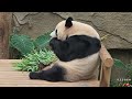 2025.9.27. 러바오🐼 당그니🥕 보다 오늘은 댓잎이여🎋