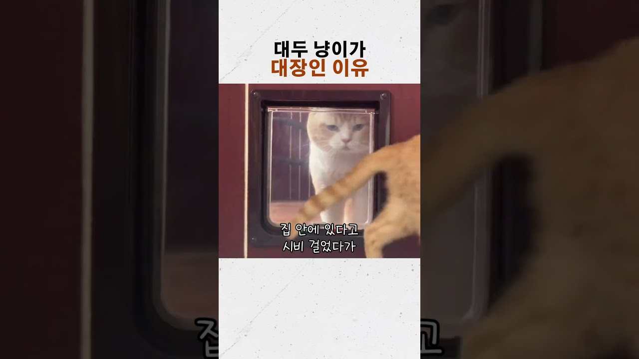 고양이 머리 크기가 곧 서열인 이유