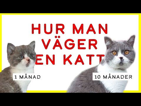 Video: Hur Man Heter En Brittisk Kattunge