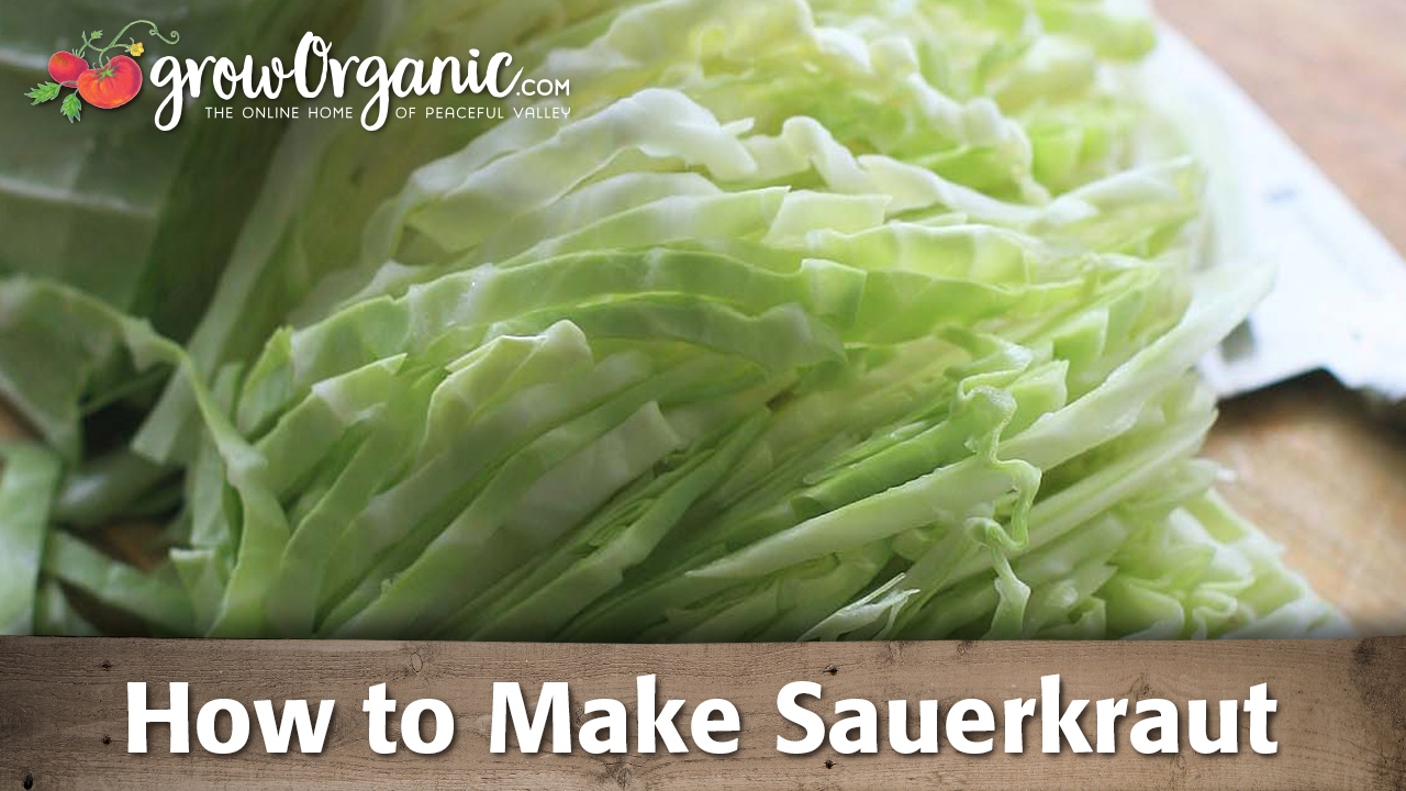 How to Make Sauerkraut - YouTube