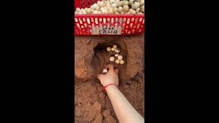 🍀🔴LIVE～Egg Sorting 🥚 2026-05-21