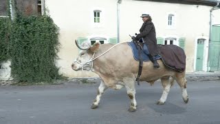 Aston, le taureau qui se prenait pour un cheval | AFP