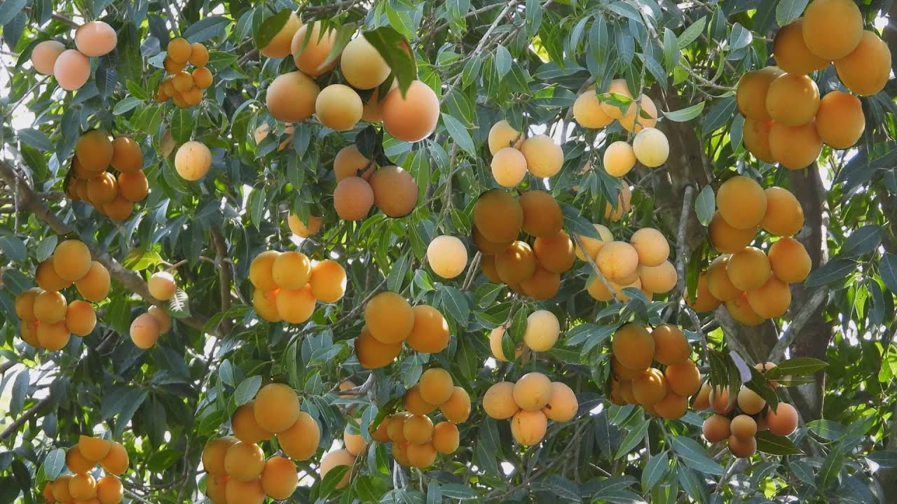 Mùa thanh trà ngọt ở đồng bằng hạ lưu sông Mekong, Việt Nam