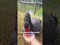The swan that keeps fish as a pet #animals #Friendship #Us
