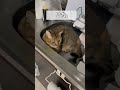 【猫動画】ドヤ顔してるけどそこキャットタワーじゃないよ? #shorts