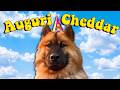 È IL COMPLEANNO DI CHEDDAR!! - vlog