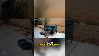 Membawa Harapan Dengan Rumah Untuk Kucing-Kucing Liar