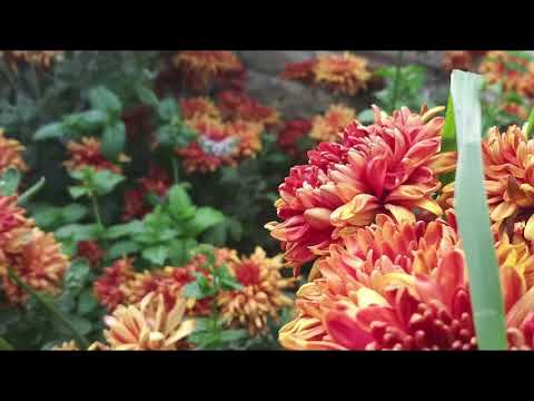ophelia (sort of) ~ cover by Aloe