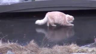 Funny cat playing on ice.