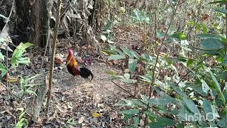 Ramar man(Burma ar Travela nen)Ayam hutan