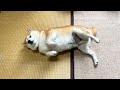 旬の柴犬を収穫してみた