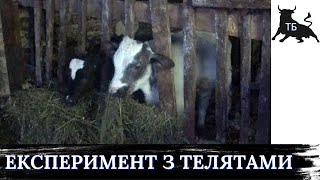 №35. Відгодівля биків в Україні. Скорочена технологія годівлі молочних телят.