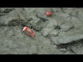 Crabs of sundarban sock footage  4k 60fps  stock footage for documentary