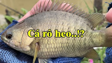 Nhật ký câu cá dạo 3 | Câu rô ngày bão số 8 hên là trúng cái lỗ cá nhiều | THÚ VUI MIỀN TÂY. Tập 393