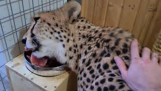 Cheetah Gerda's dinner and inspection of her possessions 