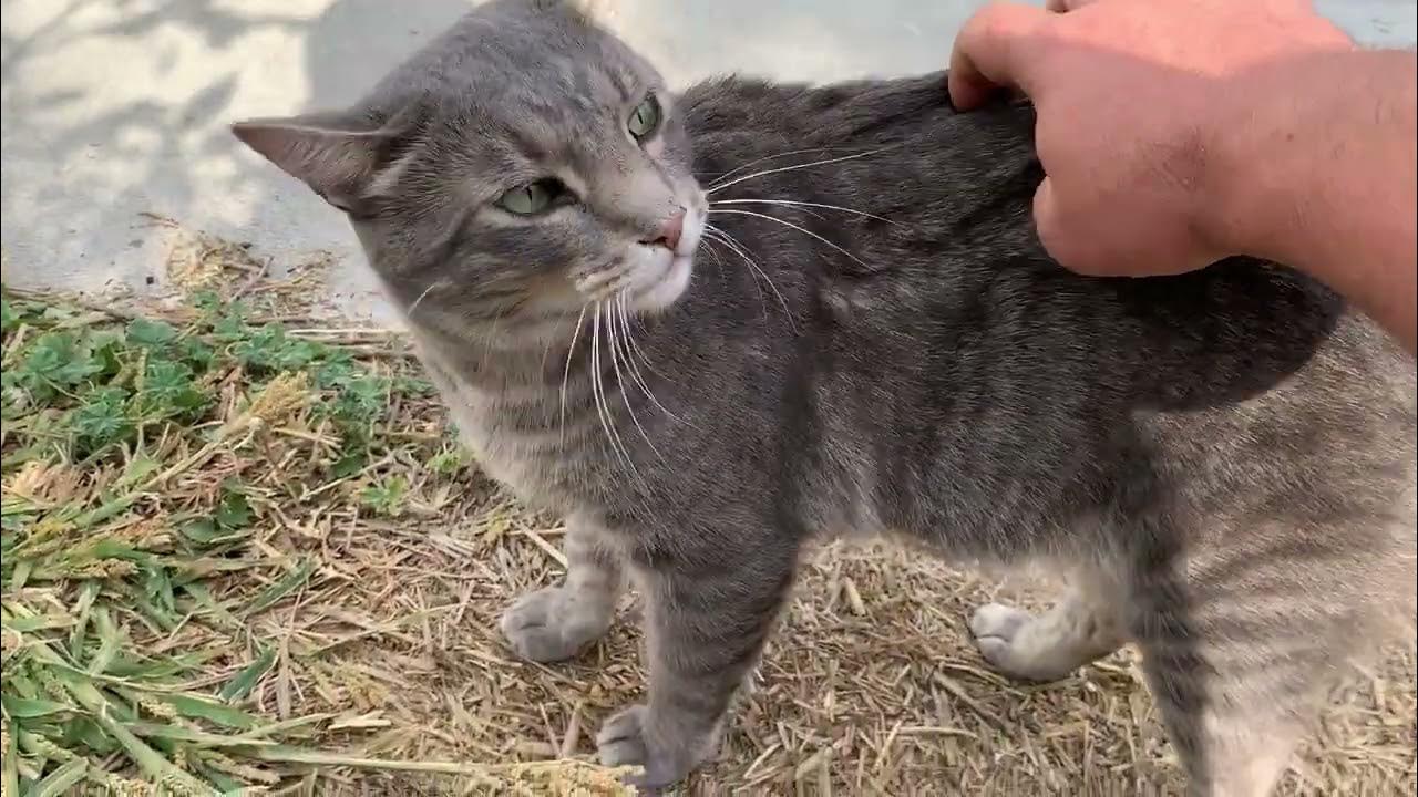 Cat wants to be petted, Asks. pets cats cute curiouscat love 