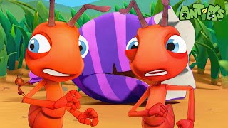 Sugar Rush  | 😄🐜| Antiks Adventures - Joey and Boo's Playtime by Antiks Adventures - Joey and Boo's Playtime 29,650 views 1 month ago 26 minutes