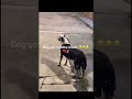 DOG 😭😂 #fypviral #viral #funny