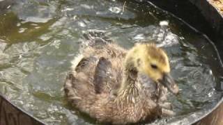 Baby Goose Swimmin in a Barrel