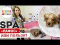 SPA для собак - польза или хороший понт груминг-салона? На примере груминга йорка