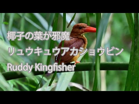 【椰子の葉が邪魔】リュウキュウアカショウビン Ruddy Kingfisher
