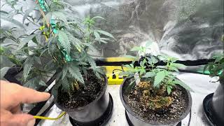 Just an update on the new grow #migro #cannabiscommunity #foxgarm 