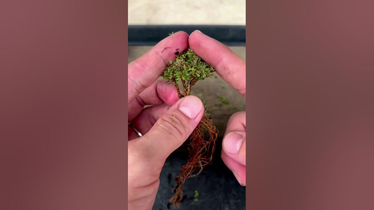 How to Create Miniature Bonsai Tree YouTube