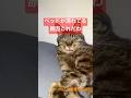 ベッドが濡れてる原因 #cat #shorts #今日の夏目くん