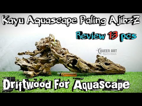 review-kayu-driftwood-keren---kayu-aquascape-kayu-rentek-untuk-aquarium