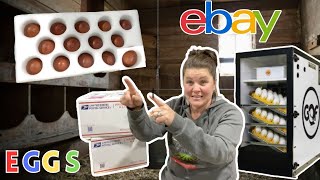 Unboxing & Hatching Rare Eggs Bought On eBay: Black Copper Maran Eggs from Online For Dark Eggs