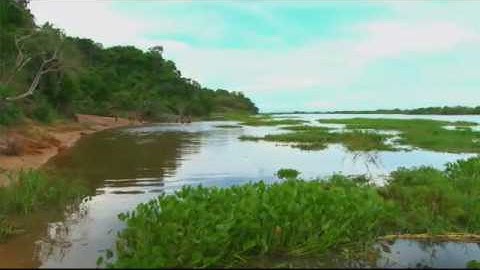 Welcome to the Jungle