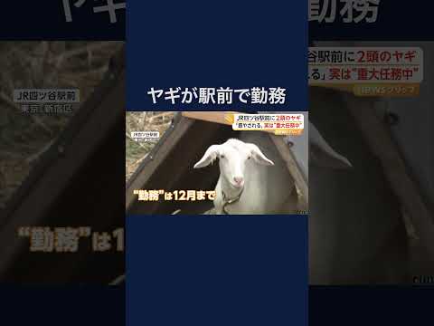 「かわいくて癒やされる」 四ツ谷駅前でヤギが“勤務中”