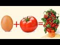 uovo pomodoro e un po di terra, uniscili ed il risultato ti sorprenderà