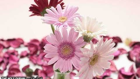 #سورة_النبأ بصوت القارئ اسامة صبحي حسين #تلاوة #القرآن_الكريم #قرآن #القرآن #قران