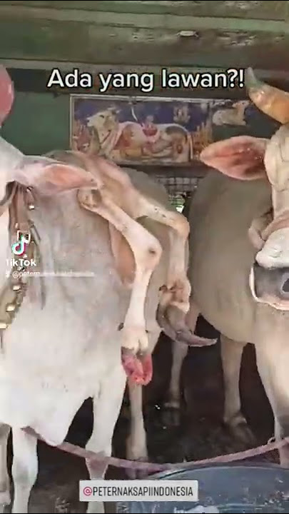 Sapi tanduk 3 Ngeri dan seremm 👿👿👿