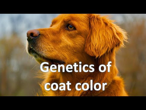 Video: Kudrnaté vlasy a peří Gene v domácích zvířatech